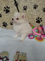 Toby, a male Pomeranian for sale in Arlington, WA – 3 of 4