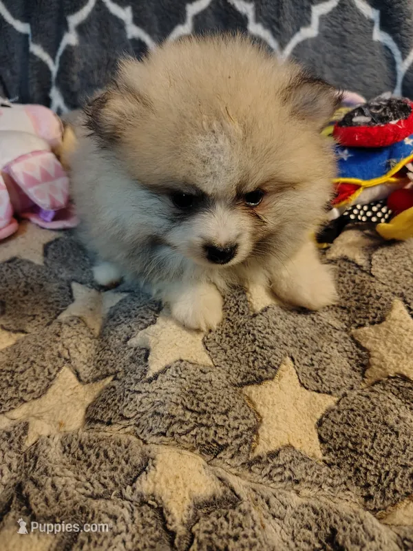 Cooper – Pomeranian puppy for sale in Arlington, WA