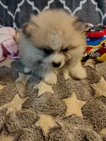 Cooper, a male Pomeranian for sale in Arlington, WA – 1 of 5