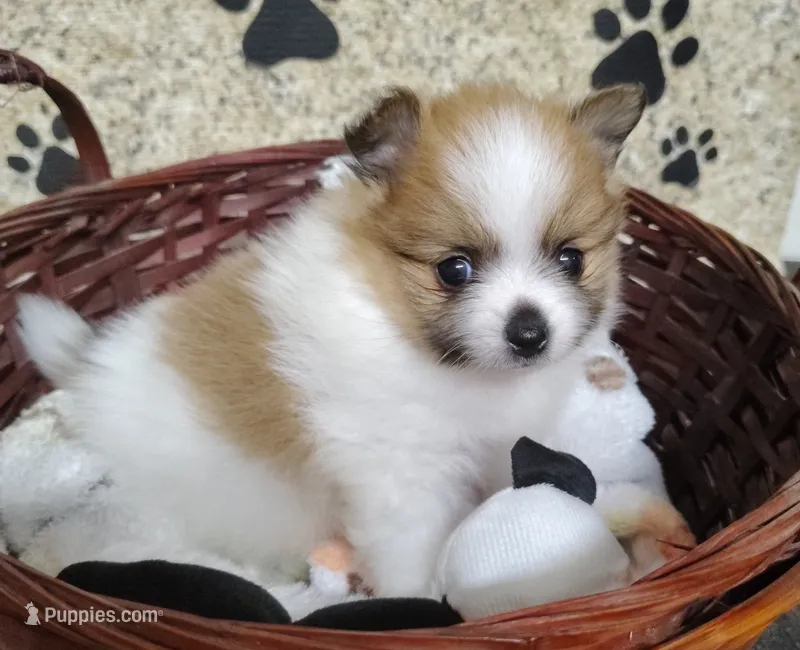Lilly – Pomeranian puppy for sale in Arlington, WA
