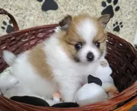 Lilly, a female Pomeranian for sale in Arlington, WA – 1 of 3