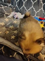 CoCo, a female Pomeranian for sale in Arlington, WA – 3 of 6