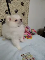Toby, a male Pomeranian for sale in Arlington, WA – 2 of 4