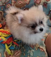 Lola, a female Pomeranian for sale in Arlington, WA – 3 of 3