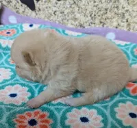 Chloe, a female Pomeranian for sale in Arlington, WA – Photo 2 of 5