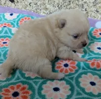 Chloe, a female Pomeranian for sale in Arlington, WA – Photo 5 of 5