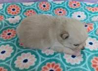 Chloe, a female Pomeranian for sale in Arlington, WA – Photo 3 of 5