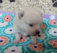 Chloe, a female Pomeranian for sale in Arlington, WA – Photo 4 of 5