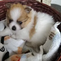 Lilly, a female Pomeranian for sale in Arlington, WA – 3 of 3