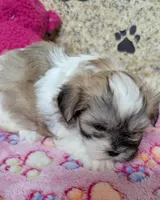 Rosie, a female Maltese and Shih Tzu for sale in Arlington, WA – Photo 2 of 4