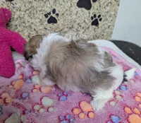 Rosie, a female Maltese and Shih Tzu for sale in Arlington, WA – Photo 3 of 4