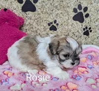 Rosie, a female Maltese and Shih Tzu for sale in Arlington, WA – Photo 1 of 4