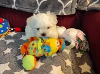 Casey, a female Maltese for sale in Arlington, WA – 1 of 3