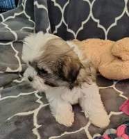 Lilly, a female Shih Tzu for sale in Arlington, WA – Photo 2 of 4