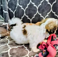 Lilly, a female Shih Tzu for sale in Arlington, WA – Photo 3 of 4