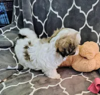 Lilly, a female Shih Tzu for sale in Arlington, WA – Photo 4 of 4