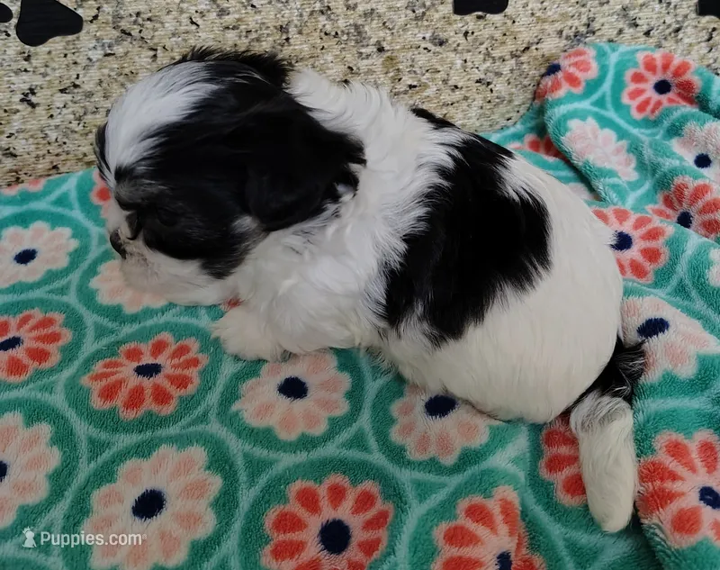 Bandit – Shih Tzu puppy for sale in Arlington, WA