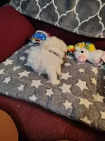 Galaxy, a male Maltese for sale in Arlington, WA – 4 of 4