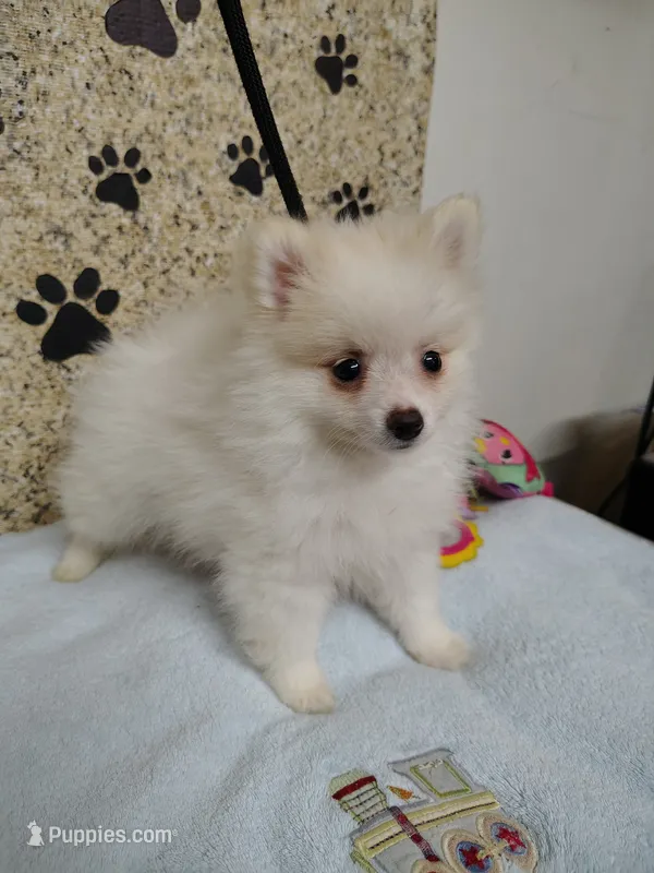 Toby, a male Pomeranian for sale in Arlington, WA – 1 of 4
