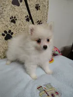 Toby, a male Pomeranian for sale in Arlington, WA – 1 of 4