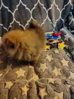 CoCo, a female Pomeranian for sale in Arlington, WA – 2 of 6