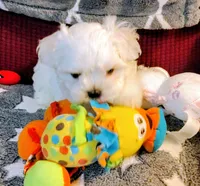 Casey, a female Maltese for sale in Arlington, WA – 3 of 3