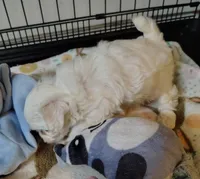 Lille, a female Maltese for sale in Arlington, WA – Photo 4 of 4