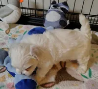 Lille, a female Maltese for sale in Arlington, WA – Photo 2 of 4