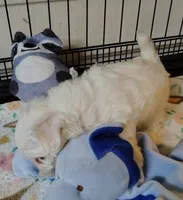 Lille, a female Maltese for sale in Arlington, WA – Photo 1 of 4