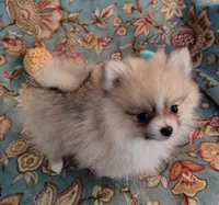 Lola, a female Pomeranian for sale in Arlington, WA – 2 of 3