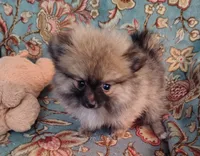 Molly, a female Pomeranian for sale in Arlington, WA – 3 of 3