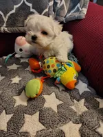 Ada, a female Maltese for sale in Arlington, WA – 2 of 4