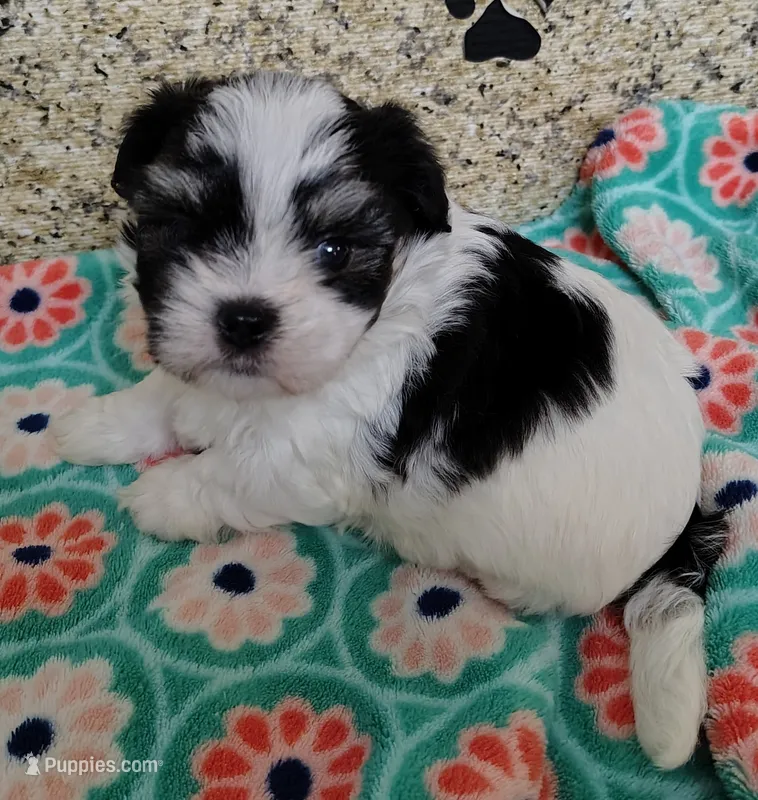 Bandit – Shih Tzu puppy for sale in Arlington, WA