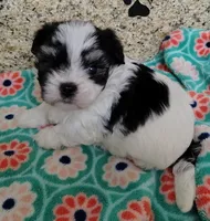 Bandit, a male Shih Tzu for sale in Arlington, WA – 1 of 4