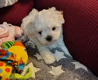 Casey, a female Maltese for sale in Arlington, WA – 2 of 3