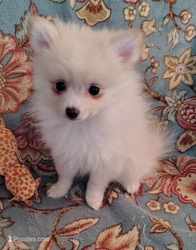 Maggie  – Pomeranian puppy for sale in Arlington, WA