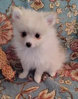 Maggie , a female Pomeranian for sale in Arlington, WA – 1 of 3