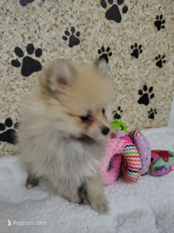 Daisy  – Pomeranian puppy for sale in Arlington, WA
