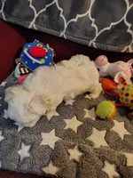 Ada, a female Maltese for sale in Arlington, WA – 3 of 4