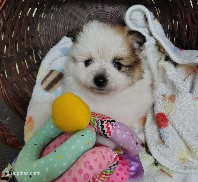 Tina – Pomeranian puppy for sale in Arlington, WA