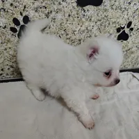 Casper, a male Pomeranian for sale in Arlington, WA – Photo 2 of 3