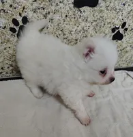 Casper, a male Pomeranian for sale in Arlington, WA – Photo 2 of 3