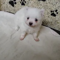 Casper, a male Pomeranian for sale in Arlington, WA – Photo 3 of 3