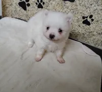 Casper, a male Pomeranian for sale in Arlington, WA – Photo 3 of 3