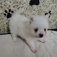 Casper, a male Pomeranian for sale in Arlington, WA – Photo 1 of 3