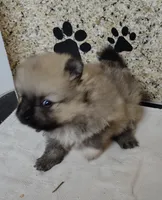 Piper, a female Pomeranian for sale in Arlington, WA – Photo 1 of 3