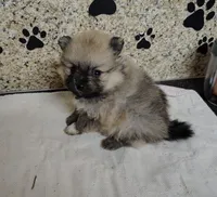 Piper, a female Pomeranian for sale in Arlington, WA – Photo 3 of 3