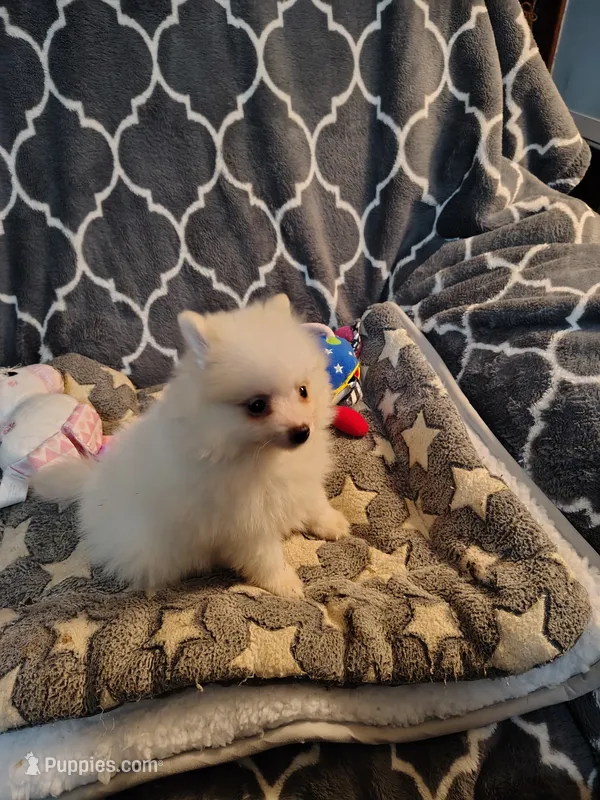 Toby – Pomeranian puppy for sale in Arlington, WA