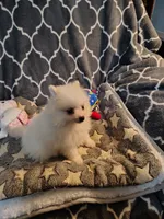 Toby, a male Pomeranian for sale in Arlington, WA – 1 of 4
