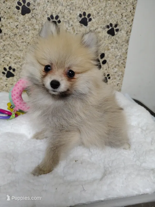 Daisy  – Pomeranian puppy for sale in Arlington, WA